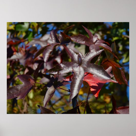 Poster Feuilles de Liquidambar en Automne (Devant)