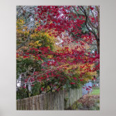 Poster Feuilles de Maple d'automne rouges et jaunes (Devant)