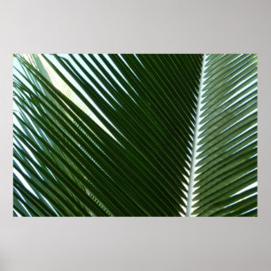 Poster Feuilles de palmier qui se chevauchent, vert tropi