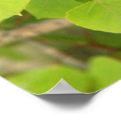 Poster feuilles de peuplier vert (Coin)