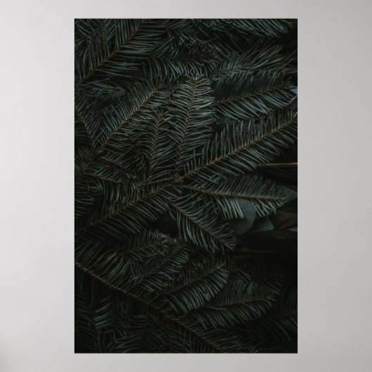 Poster Feuilles de pins verts (Devant)