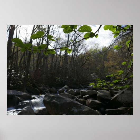 Poster Feuilles de printemps à la rivière Little Pigeon (Devant)