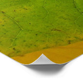 Poster Feuilles de redbud jaunes et vertes (Coin)