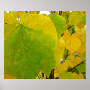 Poster Feuilles de redbud jaunes et vertes