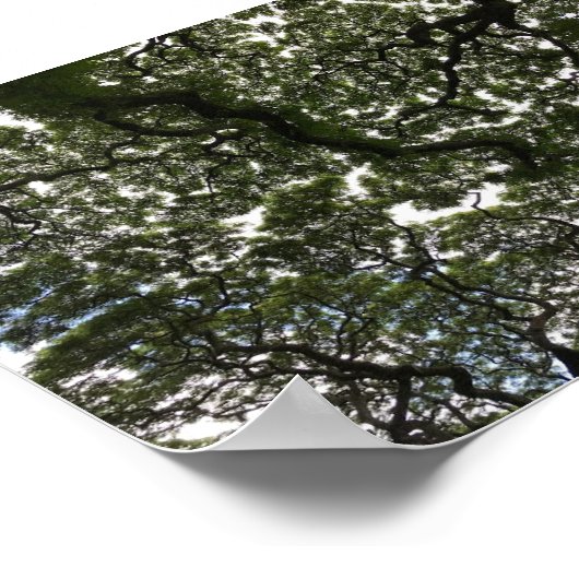 Poster Feuilles de saumons rouges (Coin)