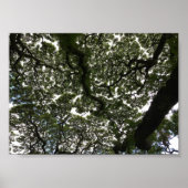 Poster Feuilles de saumons rouges (Devant)