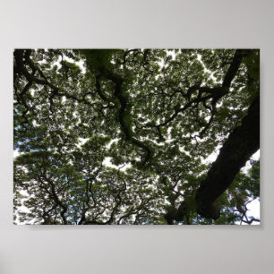 Poster Feuilles de saumons rouges