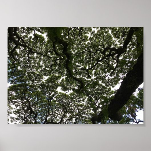 Poster Feuilles de saumons rouges (Devant)