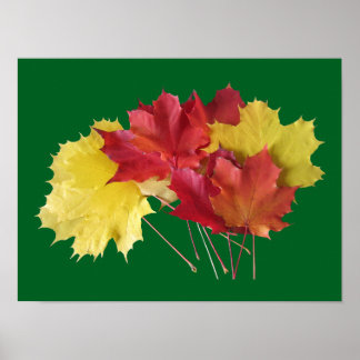 Poster Feuilles d'érable