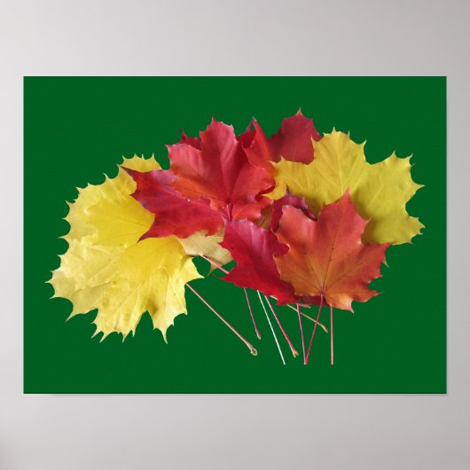 Poster Feuilles d'érable (Devant)