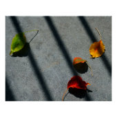 Poster Feuilles d'érable (Devant)