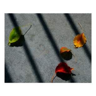 Poster Feuilles d'érable