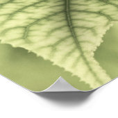 Poster Feuilles d'érable (Coin)