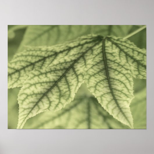 Poster Feuilles d'érable (Devant)