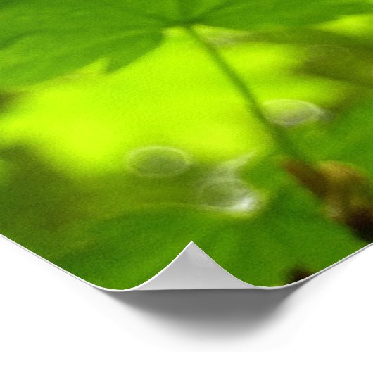 Poster Feuilles d'érable avec Raindrops (Coin)