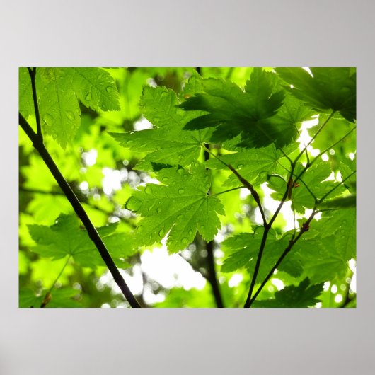 Poster Feuilles d'érable avec Raindrops (Devant)