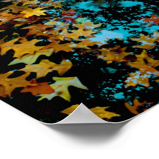 Poster Feuilles d'érable flottant sur l'eau (Coin)