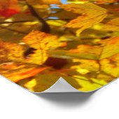 Poster Feuilles d'érable jaune et ciel bleu (Coin)