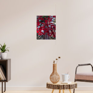 Poster Feuilles d'érable rouge et Séquoia géant