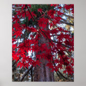 Poster Feuilles d'érable rouge et Séquoia géant (Devant)