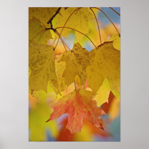 Poster Feuilles d'érable rouges et jaunes, dans le sud