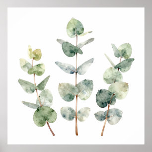 Poster Feuilles d'eucalyptus botanique à l'aquarelle
