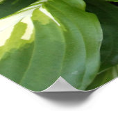 Poster Feuilles d'Hosta (Coin)