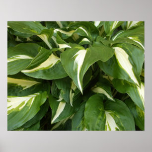 Poster Feuilles d'Hosta