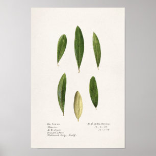 Poster Feuilles d'olive (Olea Europaea)