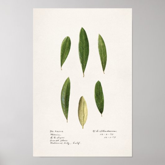 Poster Feuilles d'olive (Olea Europaea) (Devant)