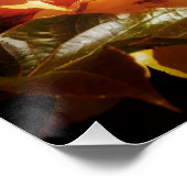 Poster feuilles dorées dans l'eau (Coin)