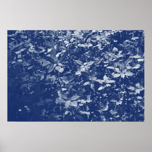 Poster Feuilles éclairés - Effet Cyanotype