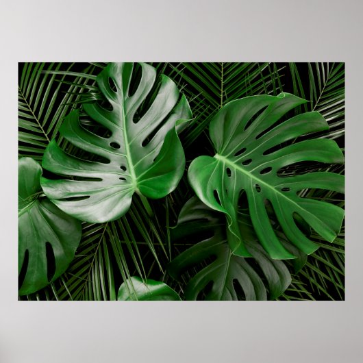 Poster Feuilles et feuilles de palmiers verts (Devant)