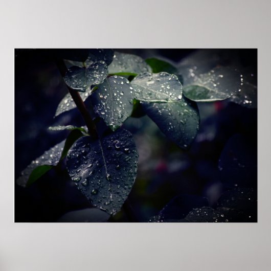Poster Feuilles et Raindrops de Dark Green (Devant)