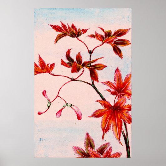 Poster Feuilles et semences de l'érable 1870 (Devant)