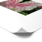 Poster Feuilles Florales de Caladium Rose (Coin)