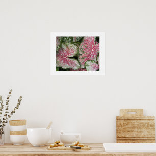 Poster Feuilles Florales de Caladium Rose