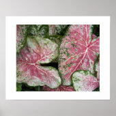 Poster Feuilles Florales de Caladium Rose (Devant)