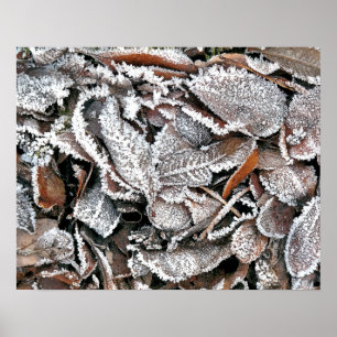 POSTER FEUILLES HIVER