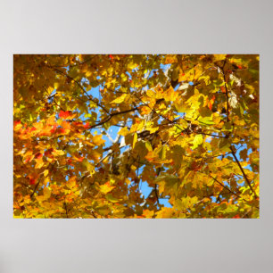 Poster Feuilles Jaunes d'Érable et Ciel Bleu