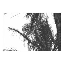Feuilles Monochrome Noir Blanc Palm Tree