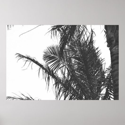 Poster Feuilles Monochrome Noir Blanc Palm Tree (Devant)
