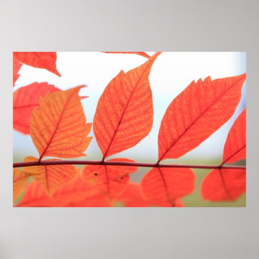 Poster Feuilles oranges d'automne (Devant)