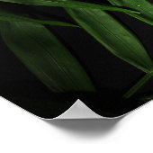 Poster Feuilles Palm (Coin)