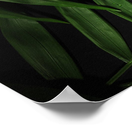 Poster Feuilles Palm (Coin)