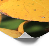 Poster Feuilles peuplier d'Aspen à l'automne (Coin)