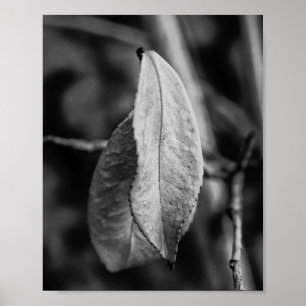 Poster Feuilles sèches noires et blanches sur une mince b