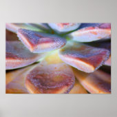 Poster Feuilles succulents (Devant)