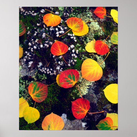 Poster Feuilles sur la roche couverte de lichen, Rocheuse (Devant)