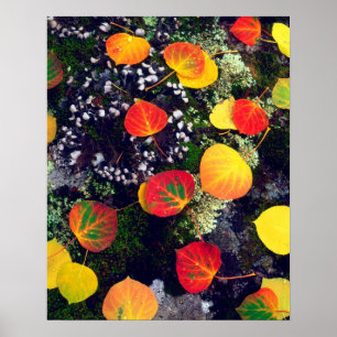 Poster Feuilles sur un rocher couvert de lichen, Rocheuse